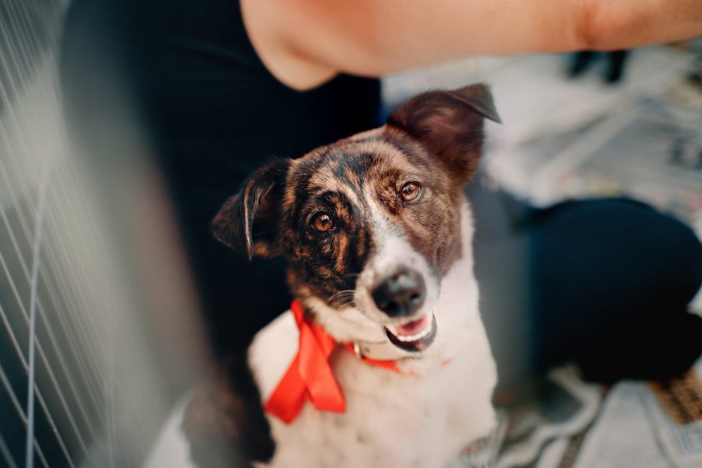 A joyful rescue dog adorned with a red bow glancing upwards, sitting next to a person.