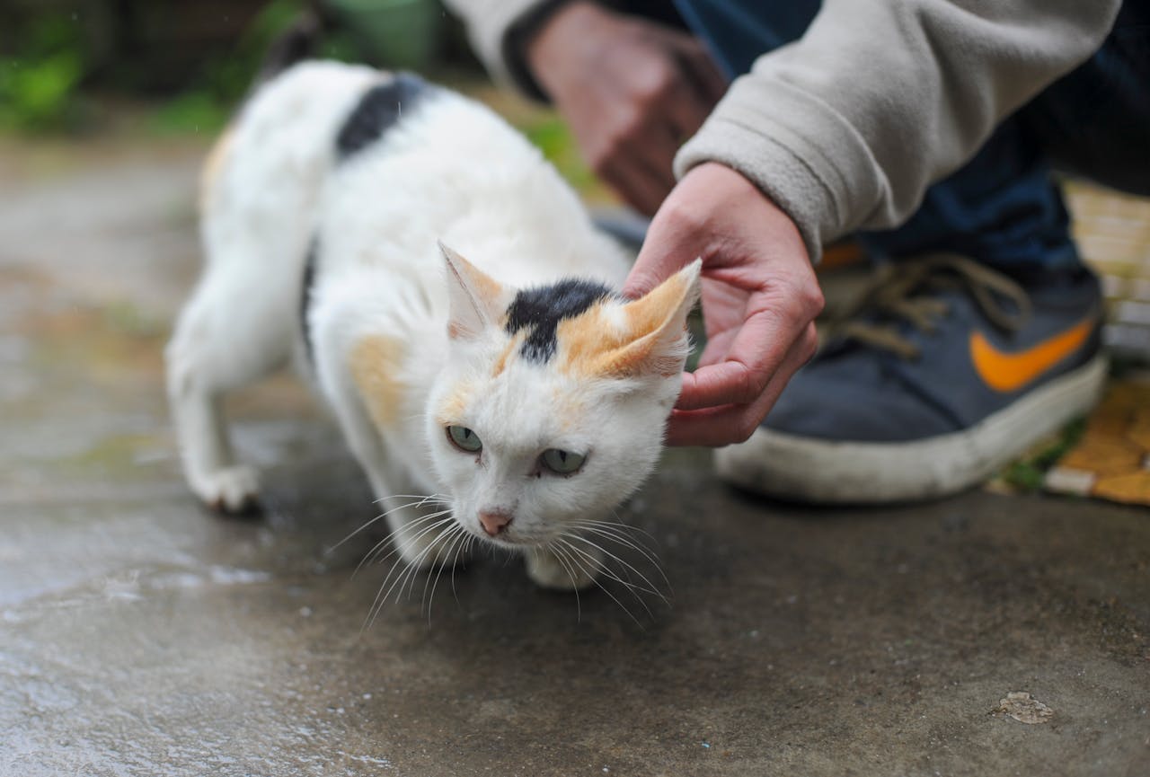 Close-up of a calico cat being petted by a person, outdoors on a rainy day.
