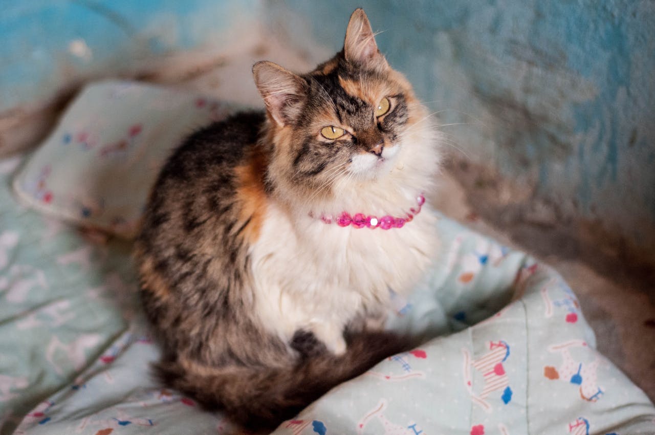 A cute fluffy cat wearing a pink necklace sits comfortably indoors on a decorated blanket.