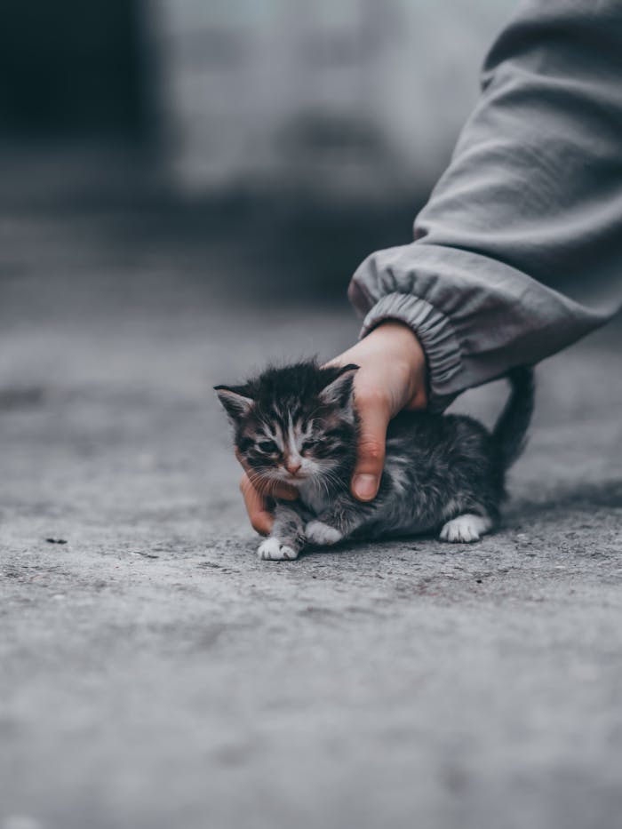 A stray kitten being gently comforted by a human hand on a concrete surface.